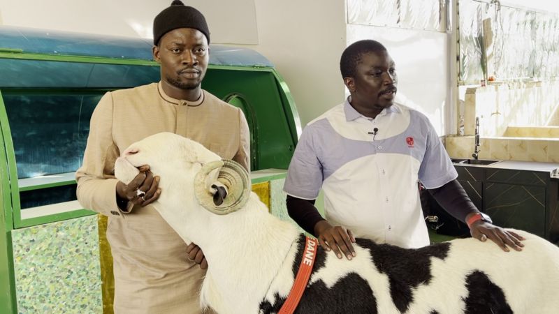 Image de Animaux. Au Sénégal, l'élevage du mouton Ladoum est bien plus qu'une simple activité agricole. C'est un art, une passion, et même un business florissant. Les éleveurs investissent des sommes considérables dans la création de bergeries modernes, offrant à ces animaux une vie de luxe et de confort. Cet élevage haut de gamme suscite l'admiration et l'engouement, tant pour la qualité des bêtes que pour l'aspect économique qui en découle. Le Ladoum, une Crème de l'Élevage Ovin Le mouton Ladoum occupe une place de choix dans l'élevage ovin sénégalais. Considéré comme un VIP par les éleveurs, il fait l'objet d'investissements importants. Les coûts d'acquisition de certains spécimens peuvent atteindre des dizaines de millions de francs CFA. Sidi Ndao, un éleveur passionné, voit dans ces dépenses un investissement rentable. La reproduction de ces moutons d'exception permet de rentabiliser l'opération, avec la vente ultérieure des brebis. Une Bergerie d'Exception La qualité des moutons Ladoum dépend étroitement de leur environnement. Les éleveurs sénégalais construisent des bergeries modernes dotées de tout le confort nécessaire. Des enclos impeccables, une ventilation optimale, et même des espaces de détente pour les visiteurs font partie de l'infrastructure. Certains éleveurs vont jusqu'à aménager des lieux de loisirs comme des tables de billard et des salles d'attente, créant ainsi un cadre attractif et plaisant pour les moutons, mais aussi pour les visiteurs. L'Élevage, un Mariage entre Passion et Économie Au-delà de la passion, l'élevage du Ladoum prend une dimension économique importante. Les éleveurs, tout en préservant l'amour de leur métier hérité de leurs parents, considèrent désormais l'aspect économique comme essentiel. Le Ladoum devient une marque à part entière, où la qualité des bêtes et le cadre de vie luxueux contribuent à son attractivité. Cet élevage de luxe génère une économie florissante, créant des opportunités d'affaires dans des secteurs connexes. Une Économie Élargie Autour du Ladoum L'engouement pour le Ladoum a engendré toute une économie autour de ces moutons de luxe. Des entrepreneurs comme Mouhamed Diallo, chef d'entreprise en métallurgie et éleveur, voient leurs activités prospérer grâce à la demande croissante en infrastructures modernes pour l'élevage. La construction de bergeries confortables devient un marché en soi. Des concepts novateurs associant passion et métier émergent, avec des éleveurs choisissant de localiser leurs bergeries à proximité de leur lieu de travail, créant ainsi un équilibre entre profession et détente. Des Défis Éthiques et Pratiques Malgré cette prospérité, l'élevage du Ladoum pose des défis éthiques et pratiques. Certains soulignent l'importance de préserver un environnement qui reste proche du milieu naturel des animaux. Le bien-être des moutons ne doit pas être compromis au nom du luxe. Trouver un équilibre entre le confort moderne et les besoins naturels des animaux devient une préoccupation, rappelant que, malgré les aspects économiques, il s'agit avant tout d'élever des êtres vivants. En conclusion, l'élevage du Ladoum au Sénégal transcende la simple activité agricole pour devenir une véritable entreprise de prestige. Les moutons sont élevés dans des conditions exceptionnelles, créant ainsi un marché lucratif et une économie florissante. Cependant, le défi réside dans la gestion éthique de cet équilibre entre luxe, rentabilité économique, et bien-être animal. Comment les éleveurs peuvent-ils concilier ces aspects pour assurer un avenir durable à cette industrie d'élevage de luxe ?